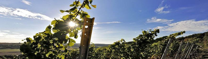 Weingut Eberbach-Schäfer